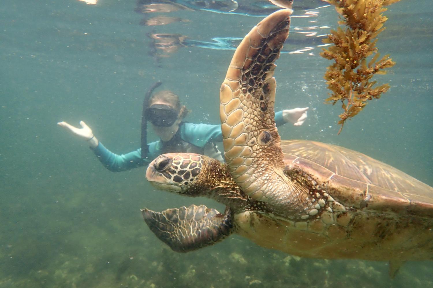 一名<a href='http://p27u.rivercitysessions.com'>全球十大赌钱排行app</a>学生在Galápagos群岛游学途中与一只巨龟游泳.